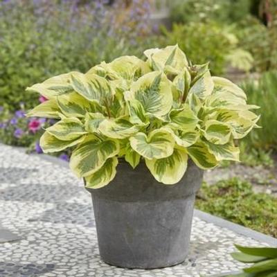 Hosta 'Paisley Border' Hosta 'Paisley Border'